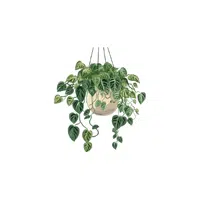 Hanging basket