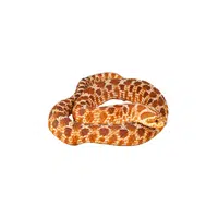 Hognose Snake
