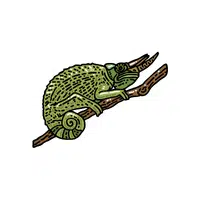 Jackson’s Chameleon | Reptiles Names in English