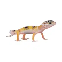Leopard Gecko