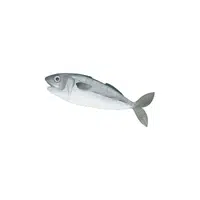 Mackerel