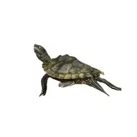 Map Turtle | Reptiles Names in English