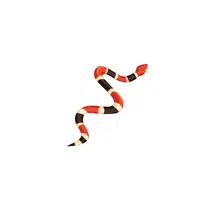 Milk Snake