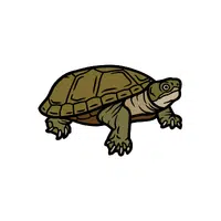 Mud Turtle | Reptiles Names in English
