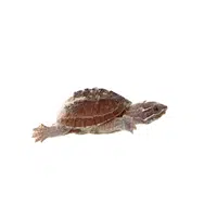 Musk Turtle | Reptiles Names in English