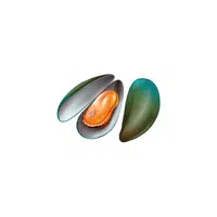 Mussel | Water Animals Names in English