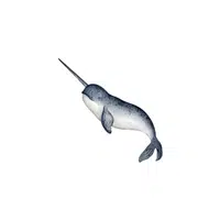 Narwhal | Water Animals Names in English
