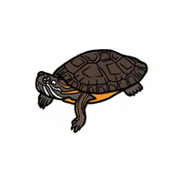 Painted Turtle | Reptiles Names in English