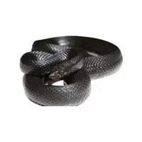 Pine Snake | Reptiles Names in English