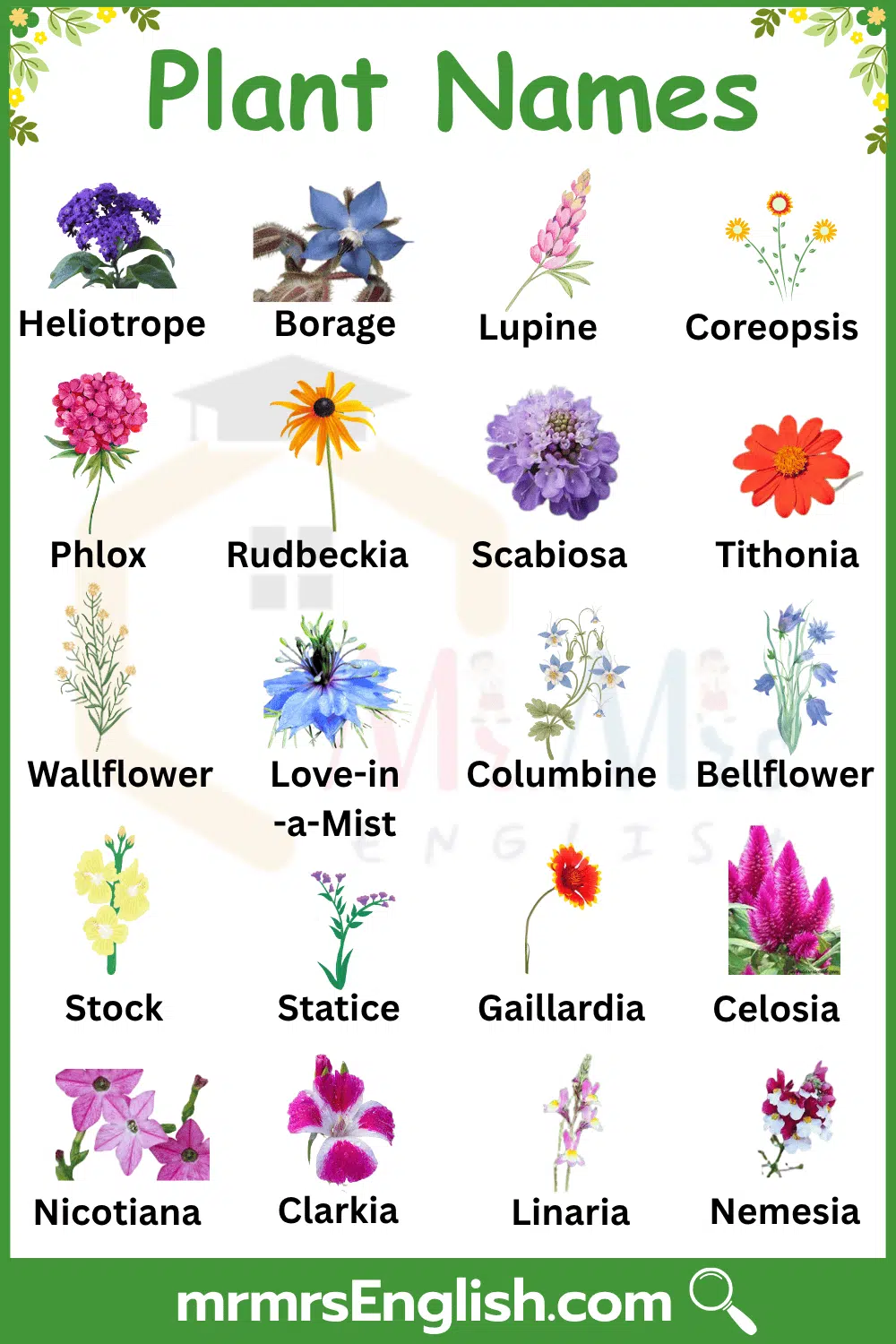 Plants names in English with pictures