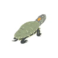 Pond Slider | Reptiles Names in English