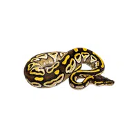 Python | Reptiles Names in English