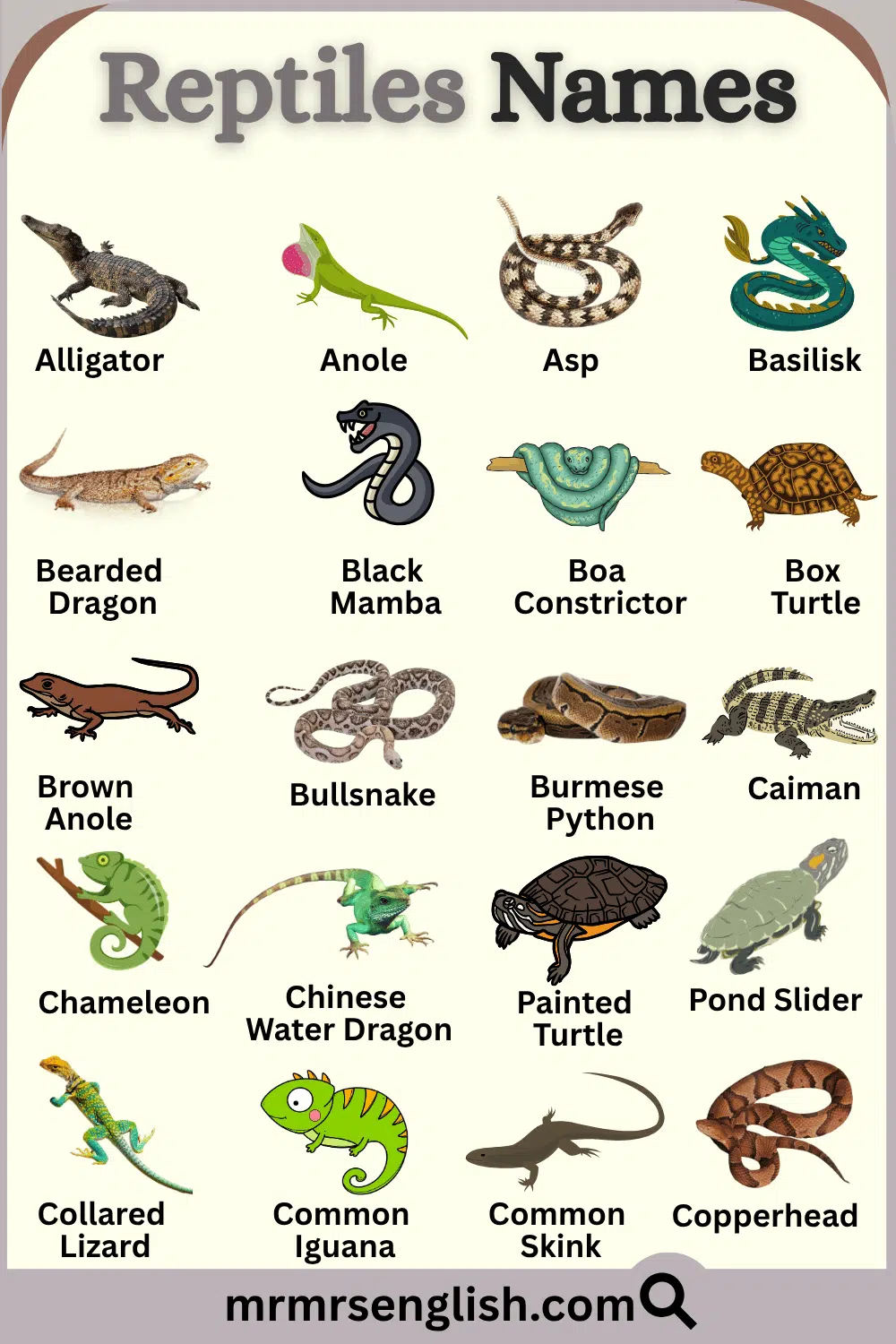 Reptiles Names in English with Pictures