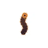 Sea Cucumber
