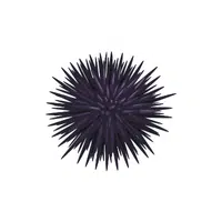 Sea Urchin | Water Animals Names in English