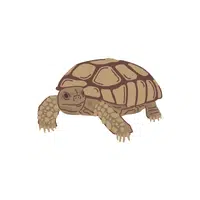 Tortoise | Reptiles Names in English