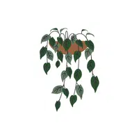 Wall planter