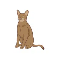 Abyssinian cat