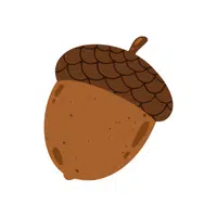 Acorn | Types of Nuts Names in English