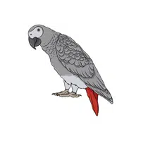 African grey parrot