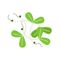 Alfalfa leaves | Leafy Vegetables Names in English