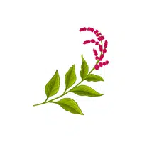 Amaranth leaves | Leafy Vegetables Names in English