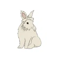 Angora Rabbit
