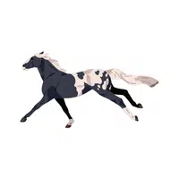 Appaloosa Horse | Domestic Animals Names in English
