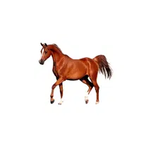 Arabian Horse