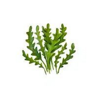 Arugula | Organic Food Items in English
