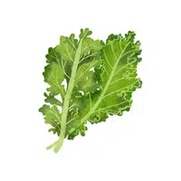 Baby kale | Leafy Vegetables Names in English