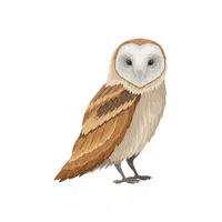Barn Owl | Domestic Animals Names in English