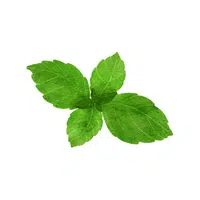 Basil leaves | Leafy Vegetables Names in English