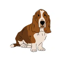 Basset Hound | Domestic Animals Names in English