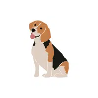 Beagle | Domestic Animals Names in English