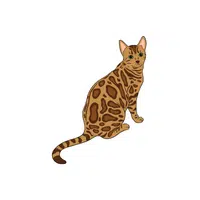 Bengal cat | Domestic Animals Names in English