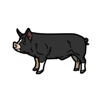Berkshire Pig