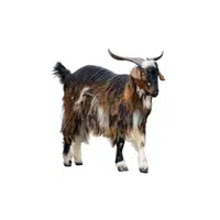 Billy goat | Domestic Animals Names in English