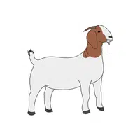 Boer Goat | Domestic Animals Names in English