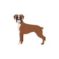 Boxer