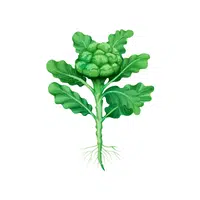 Broccoli leaves | Leafy Vegetables Names in English