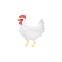 Broiler Chicken | Domestic Animals Names in English