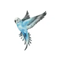 Budgie | Domestic Animals Names in English