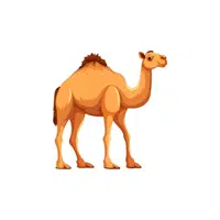 Camel | Domestic Animals Names in English
