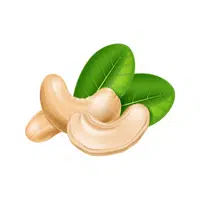 Cashew | Types of Nuts Names in English