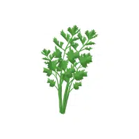 Celery | Organic Food Items in English