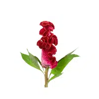 Celosia leaves | Leafy Vegetables Names in English