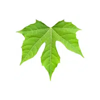 Chaya | Leafy Vegetables Names in English