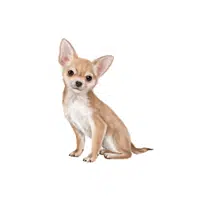 Chihuahua | Domestic Animals Names in English