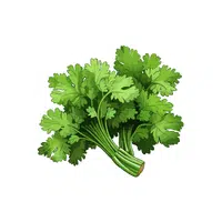 Cilantro leaves | Leafy Vegetables Names in English